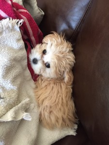 The first day we got our maltipoo Sadie